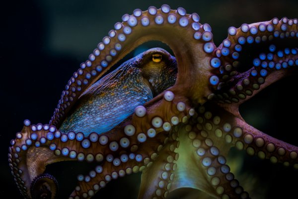 Kit kraken официальный сайт