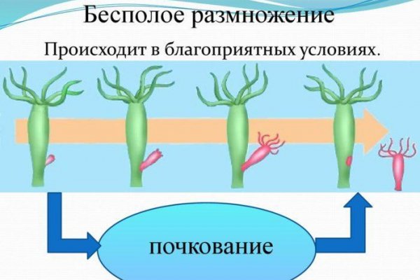 Кракен шоп krakenweb site