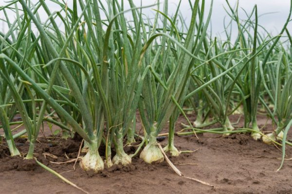 Http kraken onion